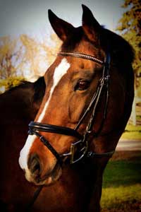 Molly: Canadian Warmblood mare by  Formaat (Dutch Warmblood) x Star of Troy (TB)