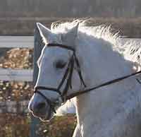 Starlight:  Welsh Pony Section B mare born 2000; 13.1 hands; grey